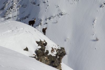 2014-02-12_chamois