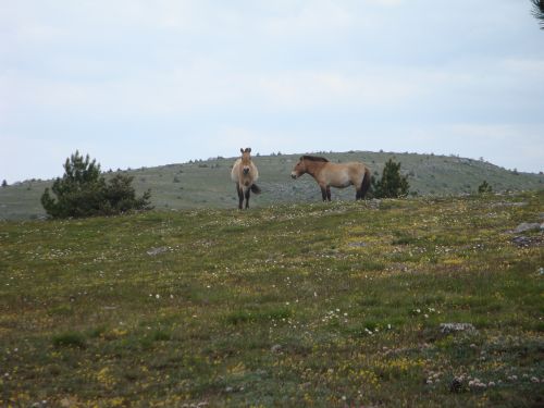 2015-05-17_chevaux