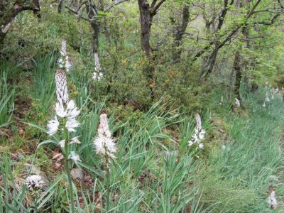 2016-05-11_asphodele