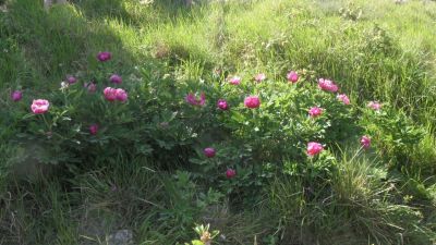 2016-05-18_pivoine