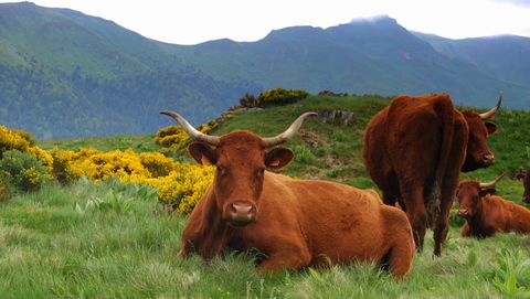 2016-06-19_cantal3