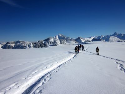auges-glires