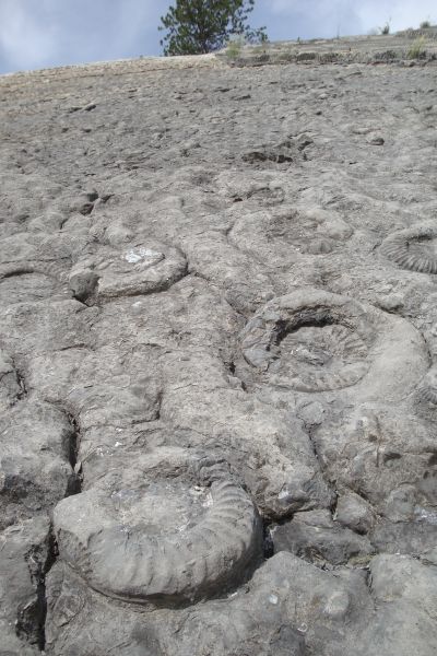 verdaches-ammonites